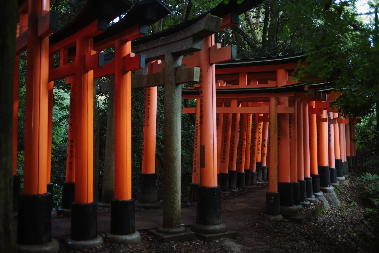 Rows of vermilion torii gates tunnelling up the wooded hillside at Fushimi Inari shrine in Kyoto