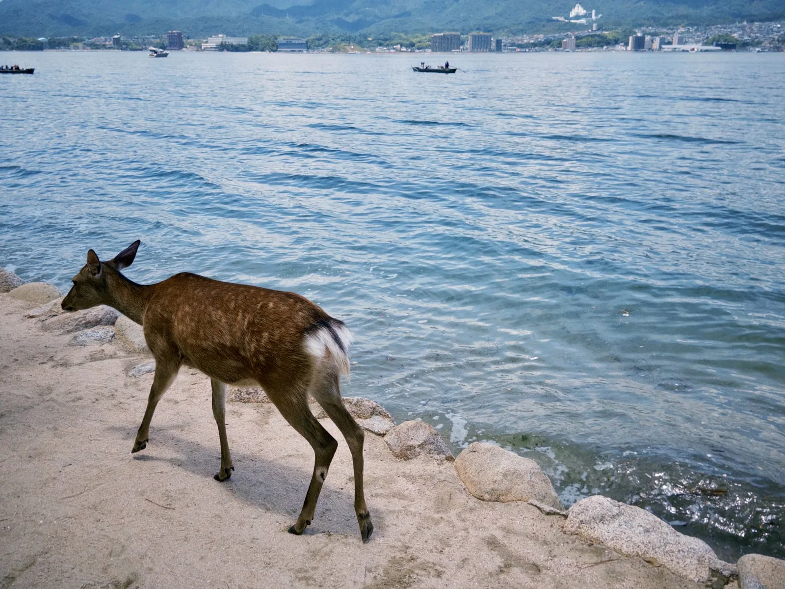 Deer walking along the shoreline at Miyajima, Japan