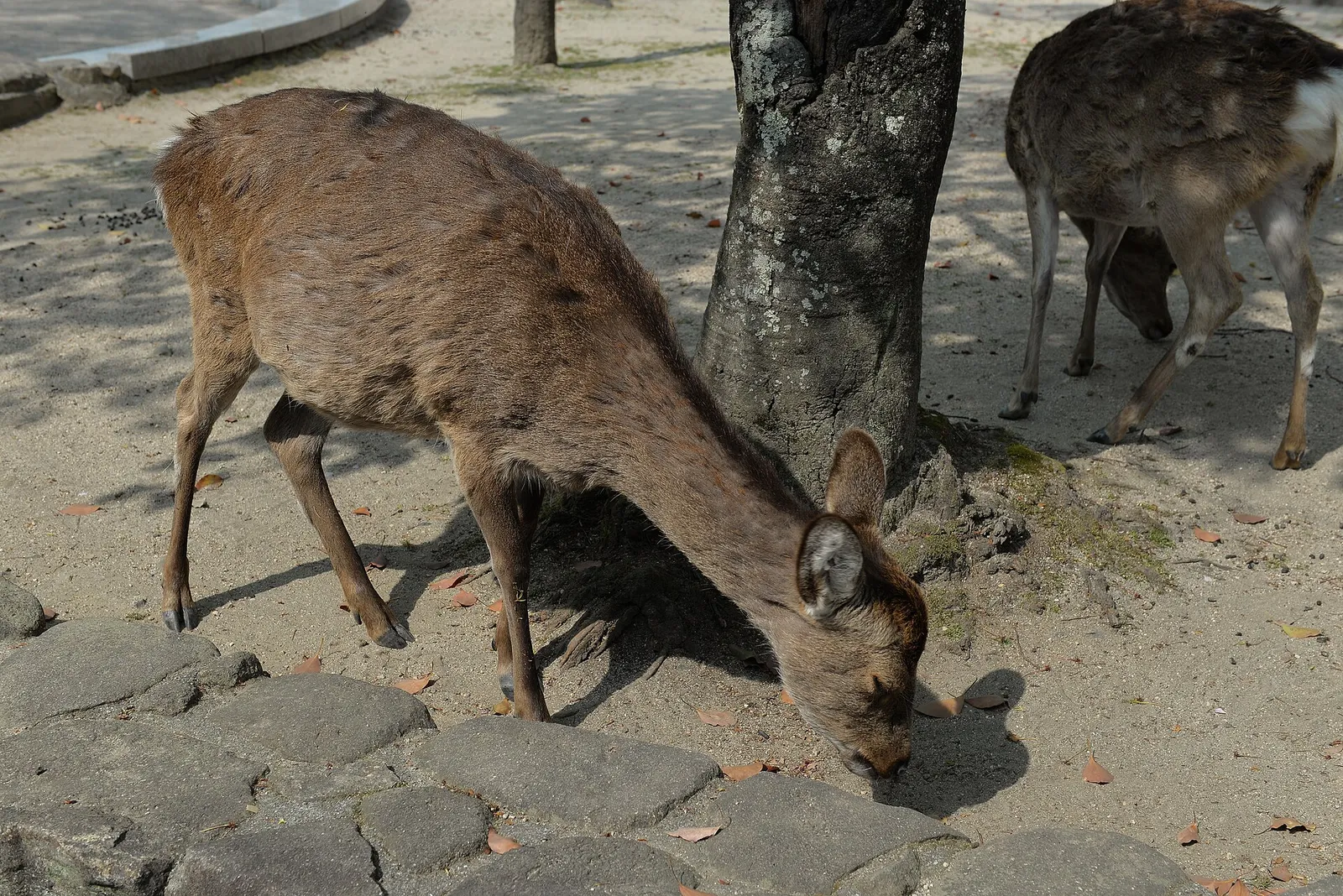 Two sika deer grazing on the stone paving beside a tree on Miyajima island