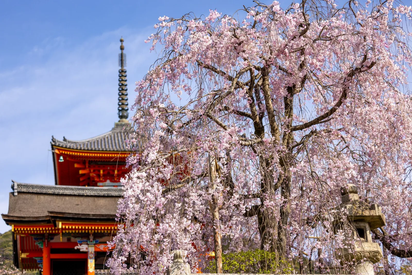 Cherry blossom trees in full pink bloom along a canal in Japan on a clear spring day