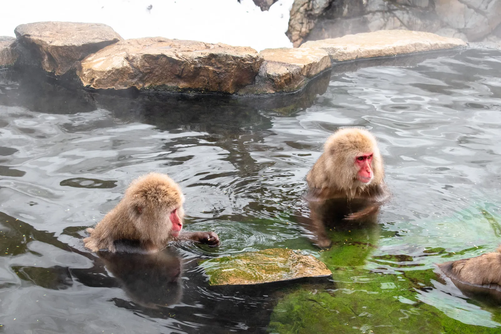 Japanese macaques sitting in a steaming hot spring pool surrounded by snow