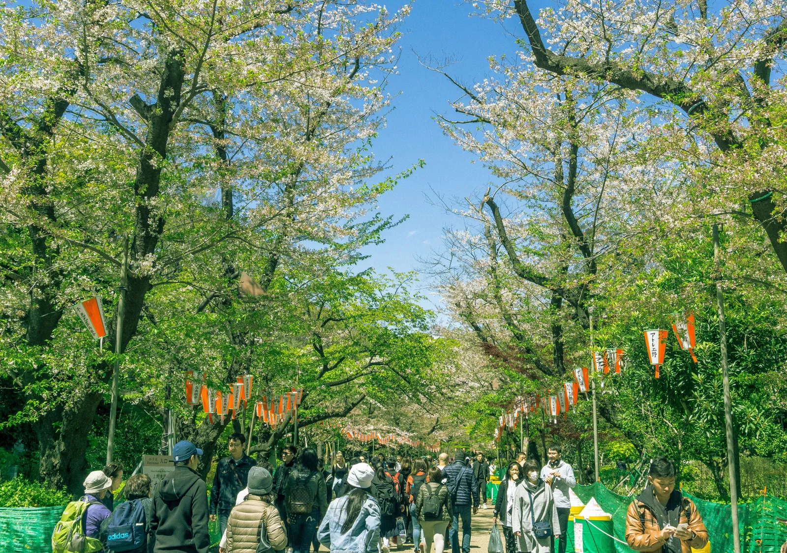 Crowds walking a tree lined path through Ueno park in Tokyo under spring blossom, with festival banners strung between the trees