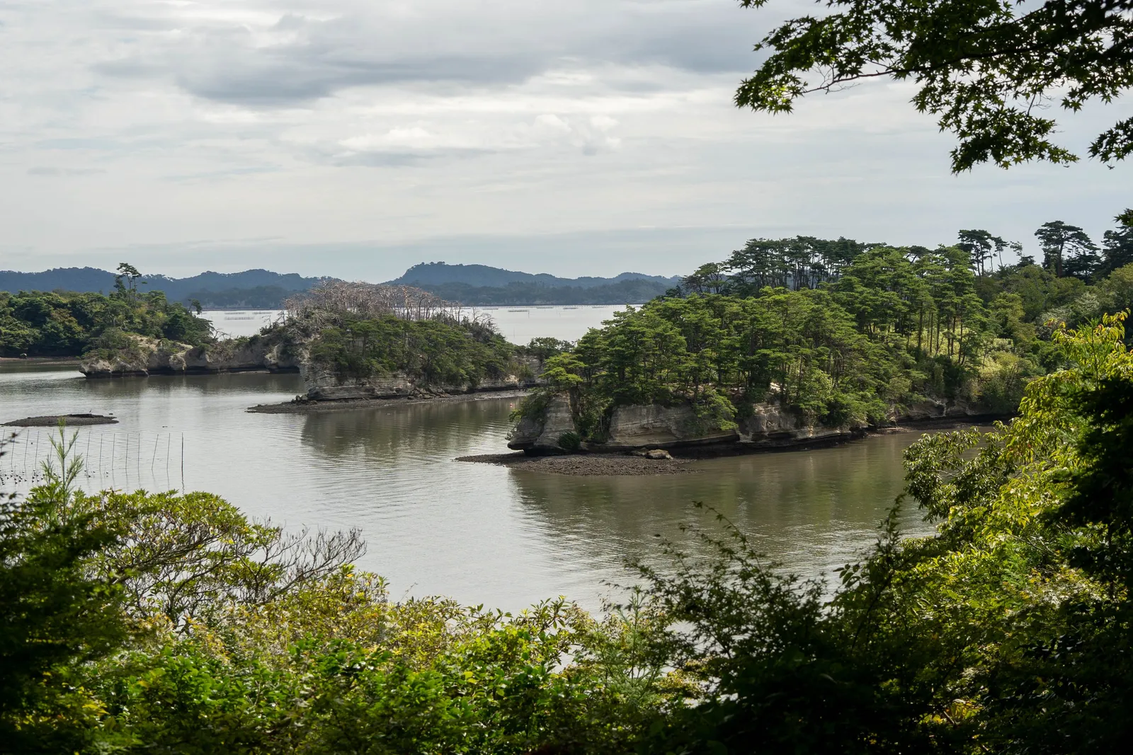 Small pine covered islands scattered across Matsushima bay in northern Japan